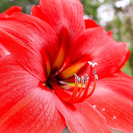Monteverde Magic Mountain المظهر الخارجي الصورة