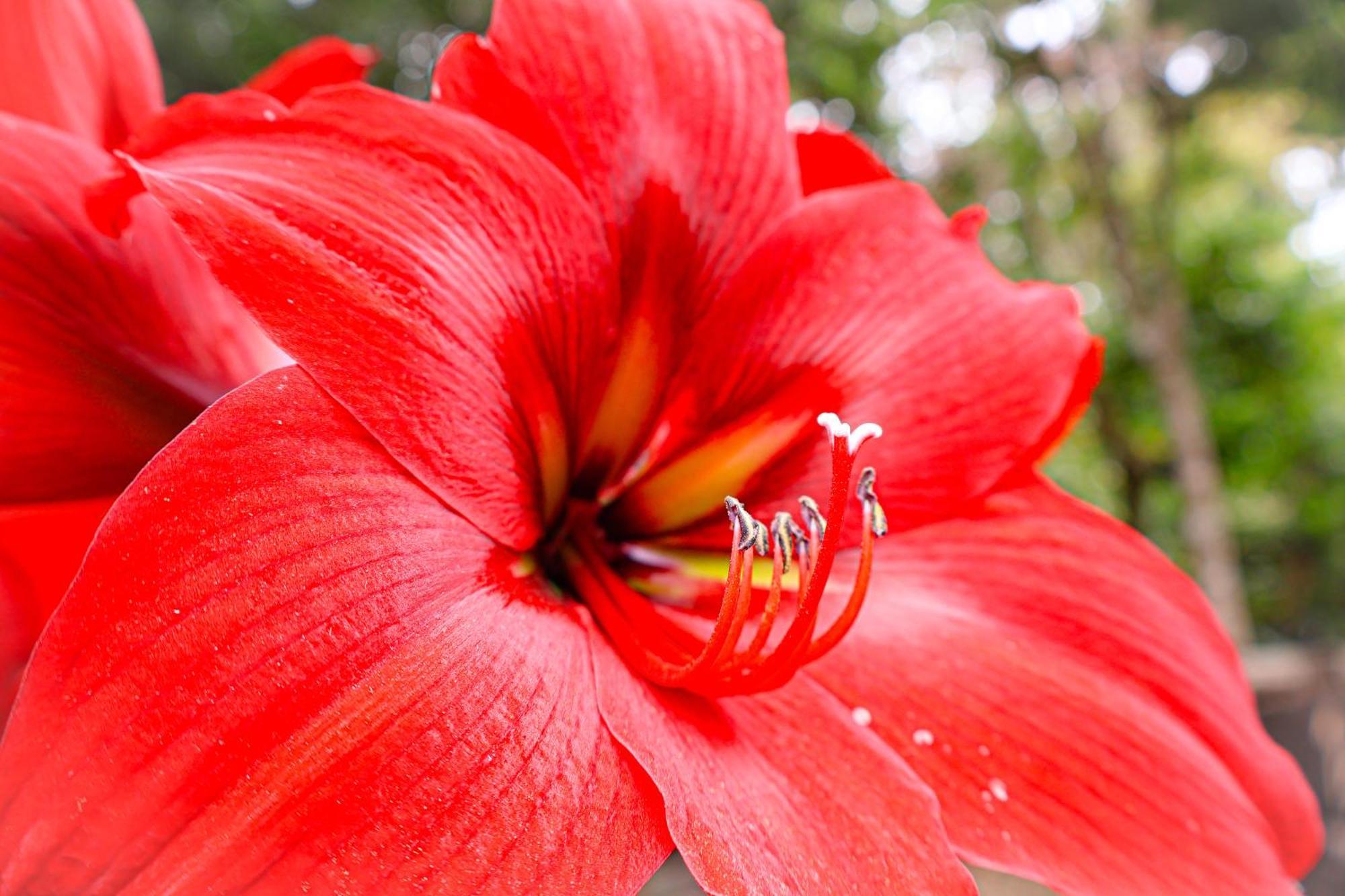 Monteverde Magic Mountain المظهر الخارجي الصورة