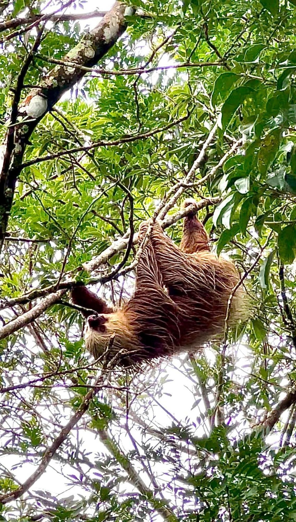 Monteverde Magic Mountain المظهر الخارجي الصورة