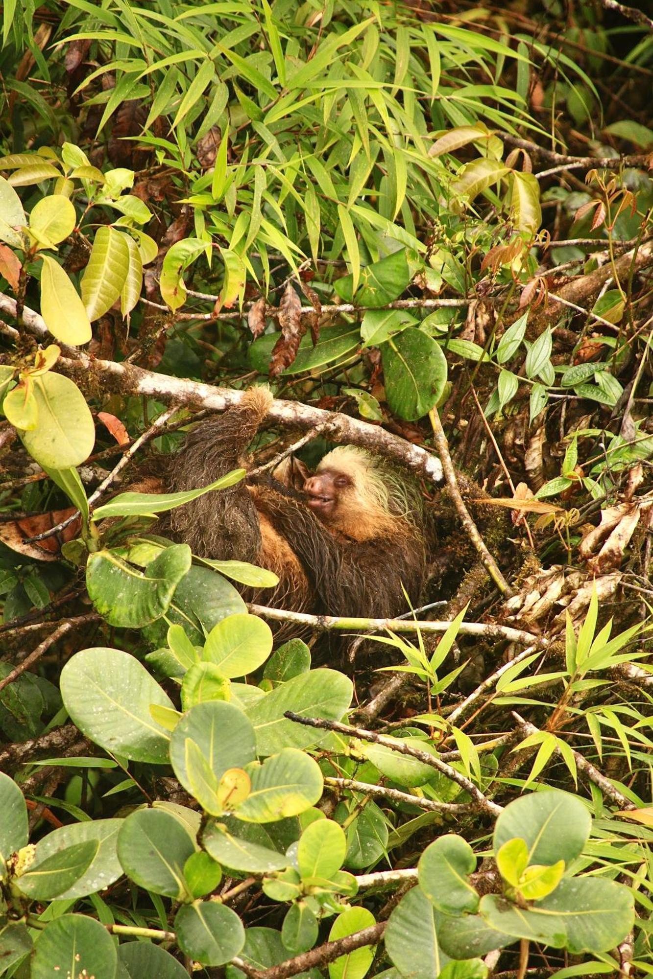 Monteverde Magic Mountain المظهر الخارجي الصورة